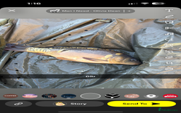 Koi Carp fish for sale: Koi carp  - Advert 4