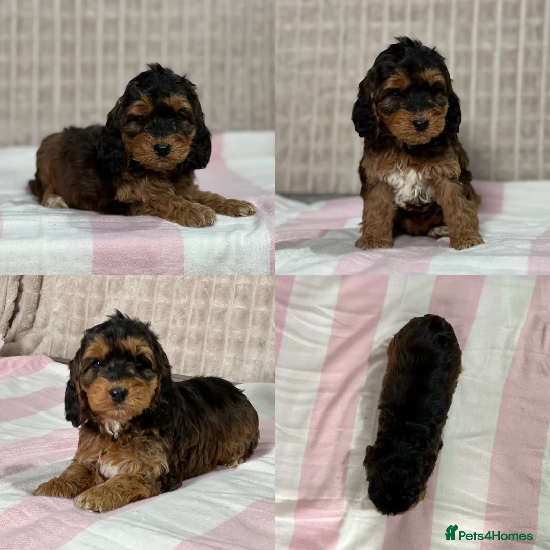 Cockapoo dogs for sale: Stunning Cockapoo puppies  in Bristol - Advert 7
