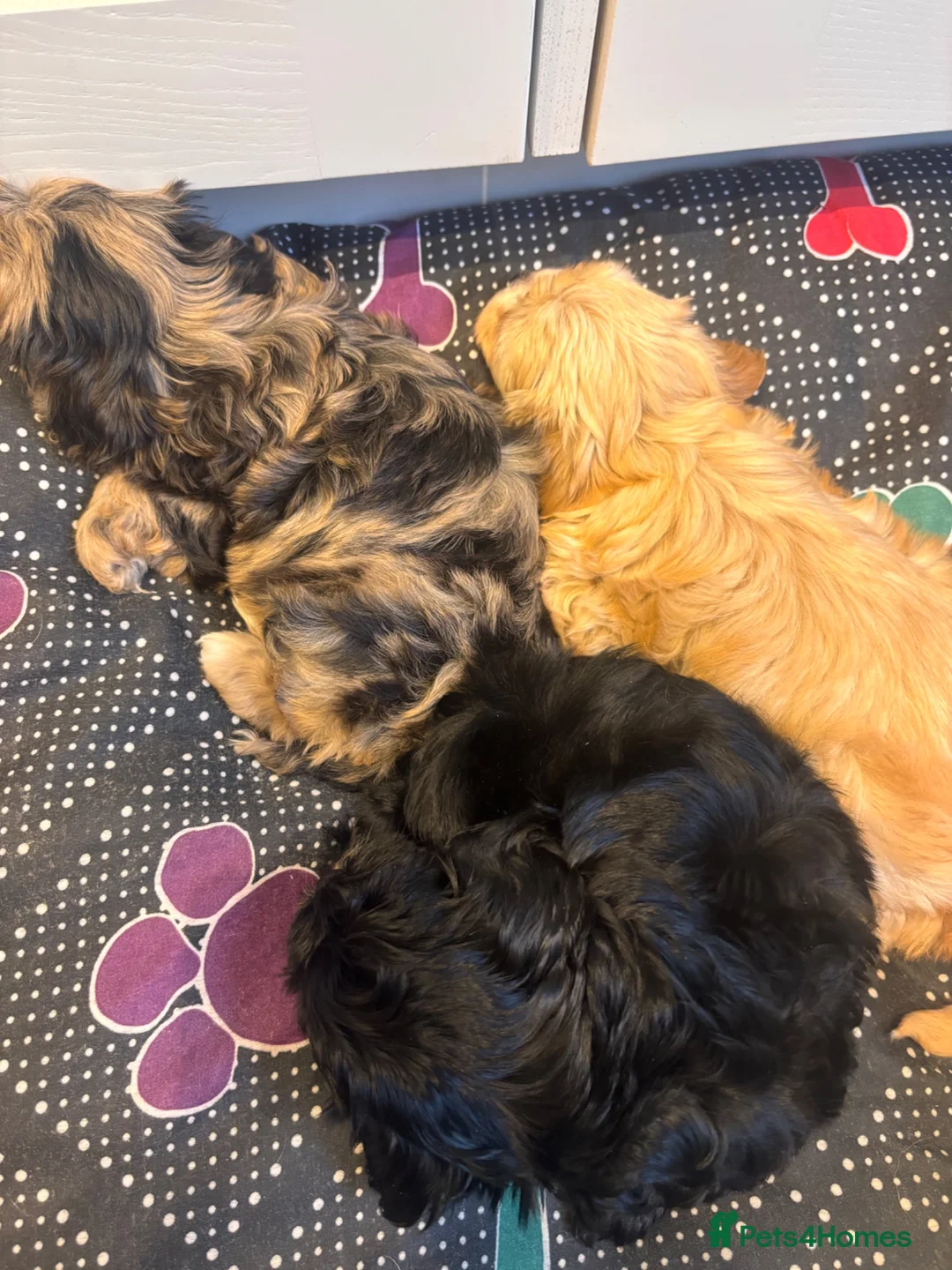 Maltipoo dogs for sale: ✨Extensively health tested pups ✨  - Advert 2