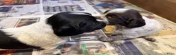 Cocker Spaniel dogs for sale: Gorgeous working cocker spaniel puppies - Advert 13