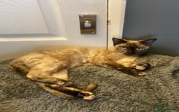 Devon Rex cats for sale: Devon Rex  - Image 5