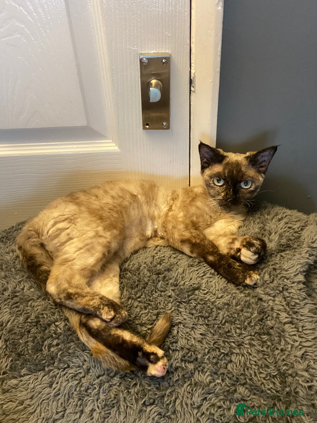 Devon Rex cats for sale: Devon Rex  - Image 5