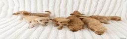Mixed Breed dogs for sale: Goldador x Standard Poodle Puppies - Advert 3