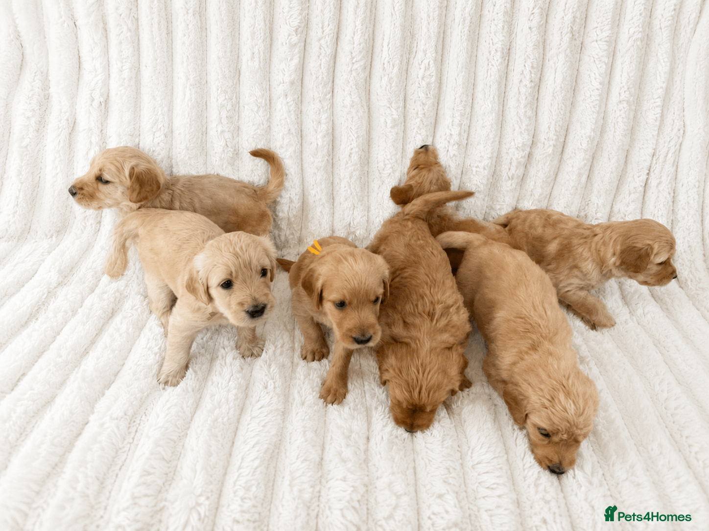 Goldendoodle dogs Golden Labradoodles/ Goldendoodles - Advert 11