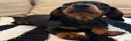 Miniature Dachshund dogs for sale: Litter of four Miniature Dachshunds - Advert 4