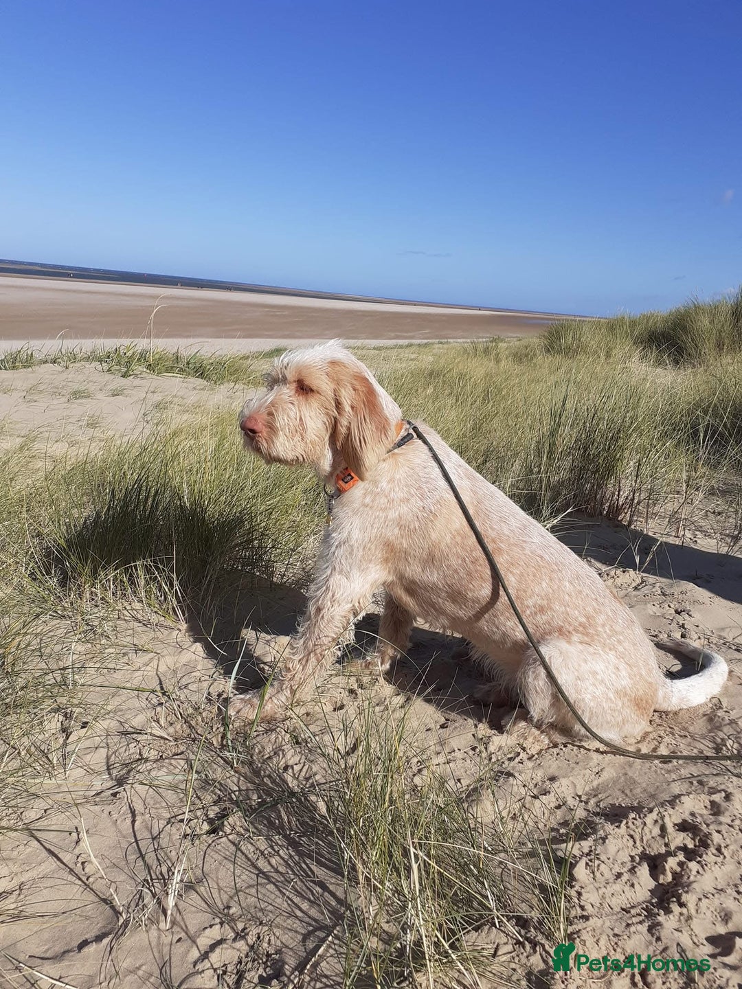Italian Spinone dogs for sale: ITALIAN SPINONE WAITING LIST OPEN -DUE OCT - Image 15