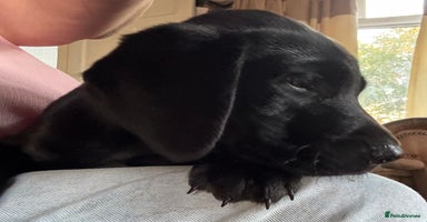Labrador Retriever dogs - Advert 12