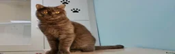 Mixed Breed cats for adoption: Kumo - An Adorable Affectionate Boy - Advert 4