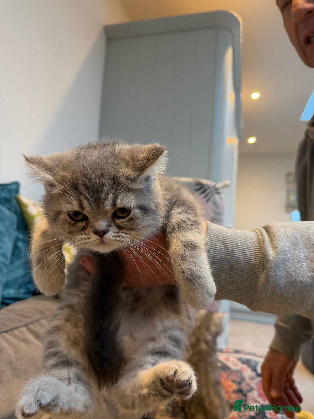 Exotic cats for sale: REDUCED Beautiful Exotic kittens  - Advert 5