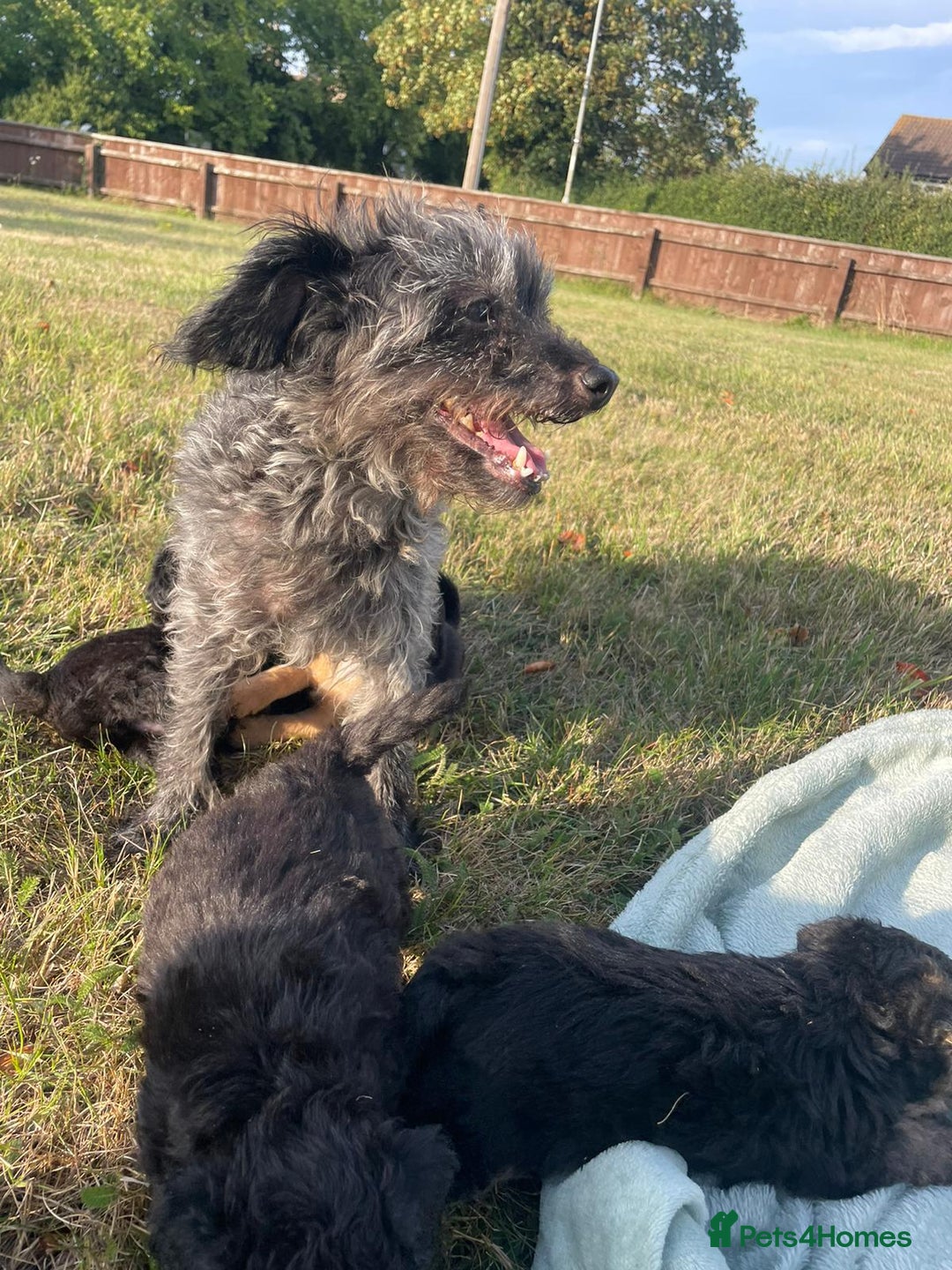 Mixed Breed dogs for sale: Foxypoo puppies for sale  - Image 4