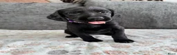 Mixed Breed dogs for sale: READY TO LEAVE NOW!  - Advert 14