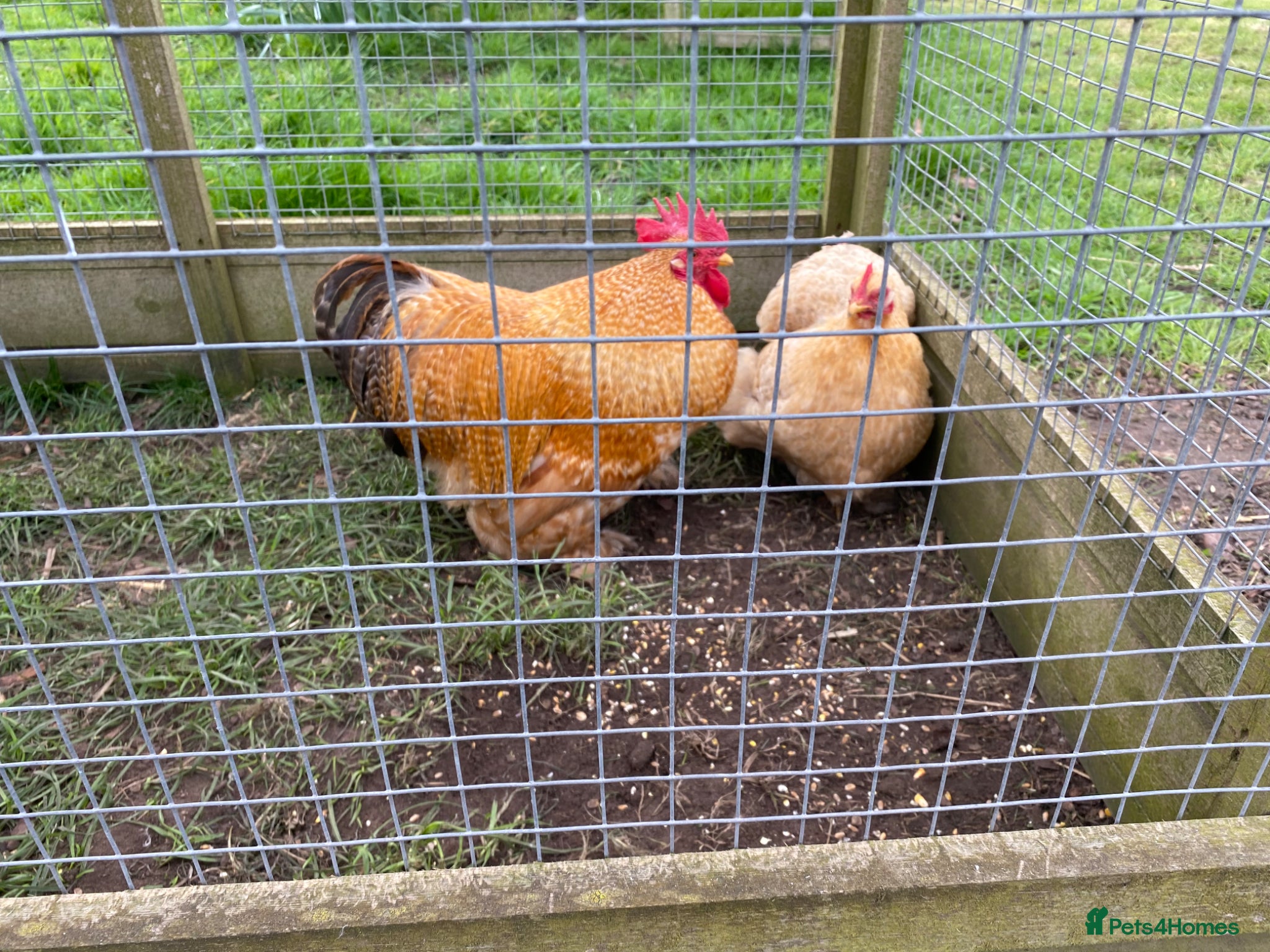 Chickens poultry Pekin Gold Partridge Cockerel - Advert 3