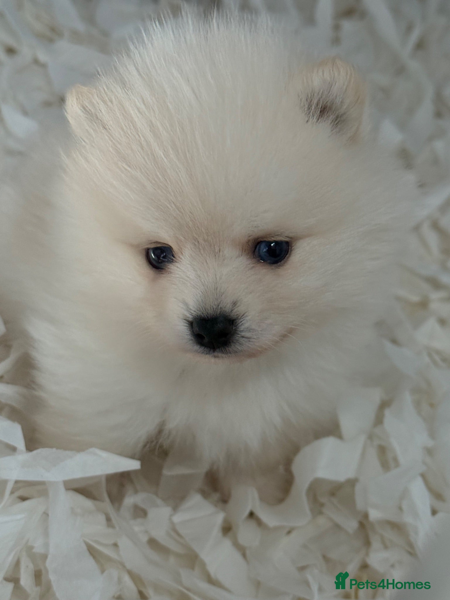Pomsky dogs Stunning F1B Pomsky’s - Advert 2