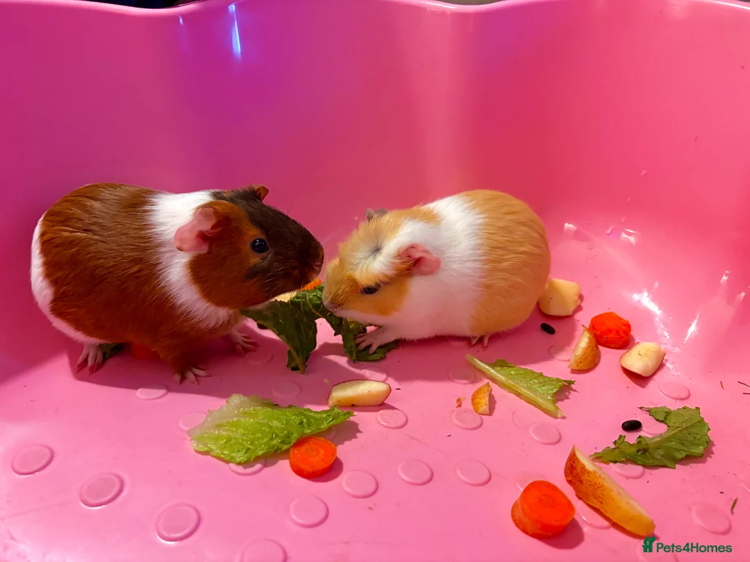 Guinea Pig rodents for sale: F Guinea Pigs & Cage - Advert 2