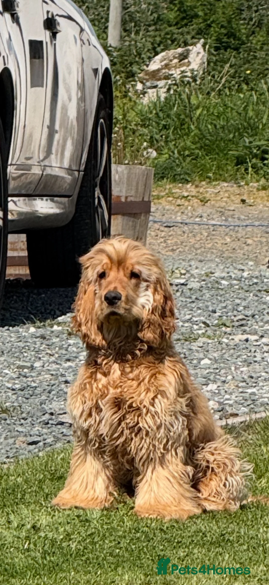 Cocker Spaniel dogs for stud: Show type Cocker spaniel - Advert 1