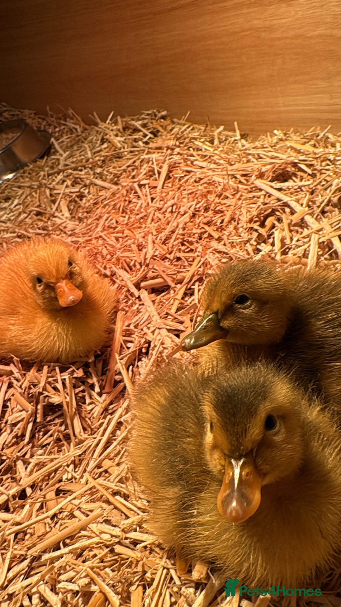 Ducks poultry Runner ducklings  - Advert 4