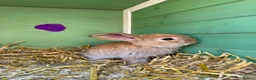 Continental Giant rabbits for sale: READY NOW.. 1 Beautiful Giant Doe left - Advert 8