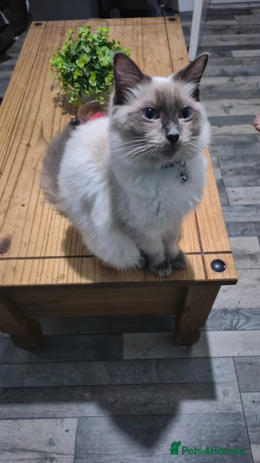 Mixed Breed cats for sale: Ragdolls/British short haired  - Advert 2