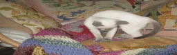 Siamese cats for sale: siamese blue point girl kitten - Advert 3