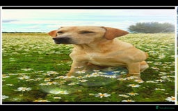 Labrador Retriever dogs for stud: Outstanding Proven KC Yellow Labrador Stud - Image 2