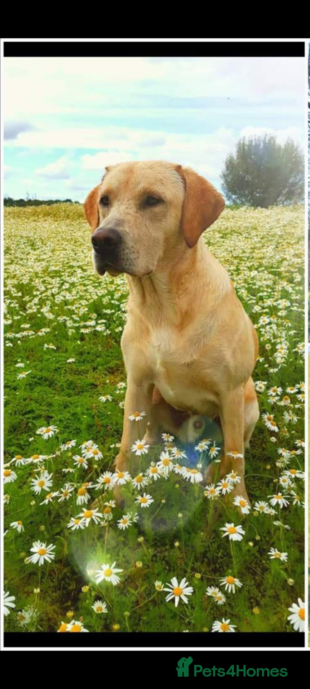 Labrador Retriever dogs for stud: Outstanding Proven KC Yellow Labrador Stud - Image 2