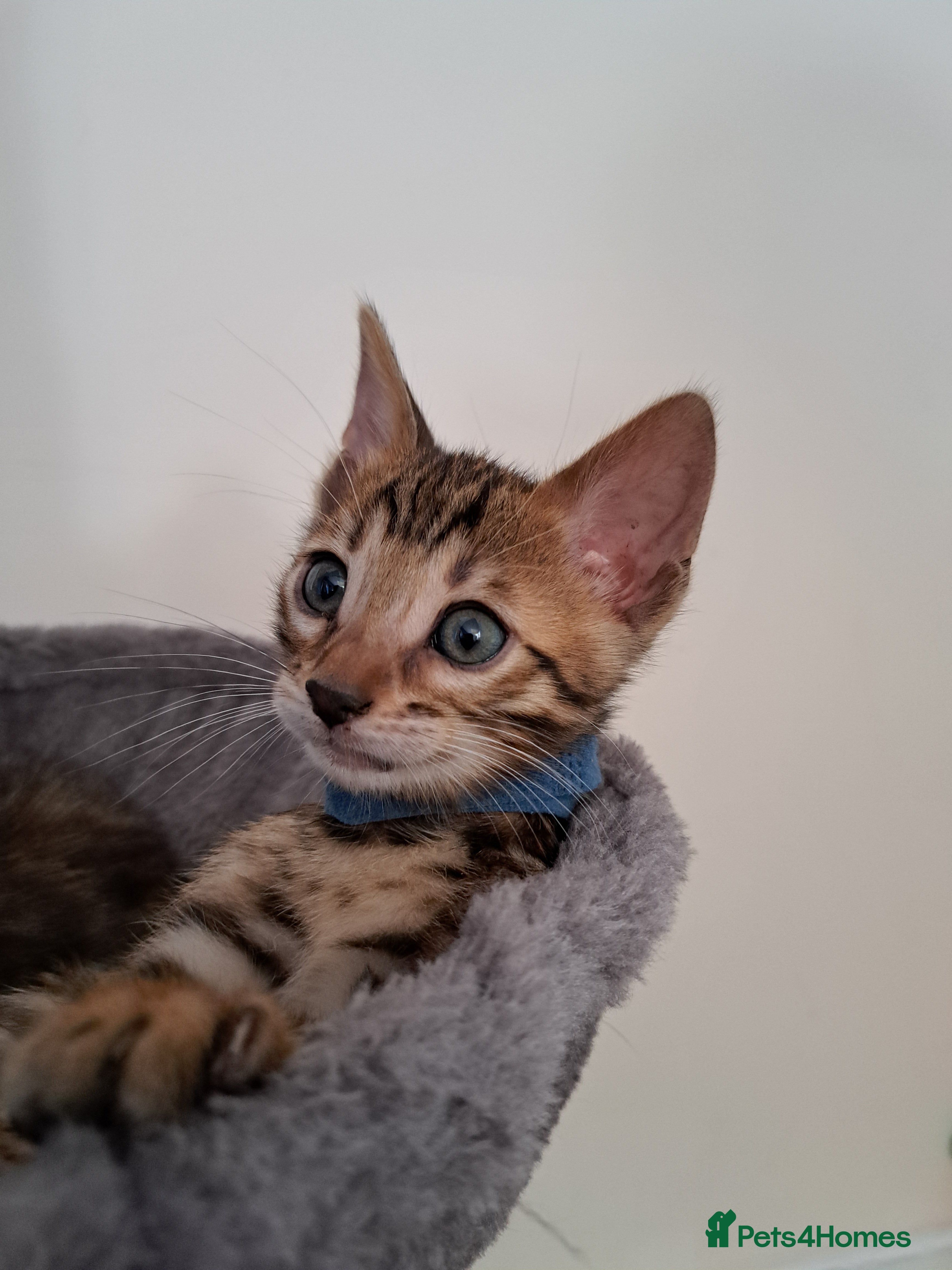 Bengal cats Beautiful TICA Bengal Kittens - Advert 2