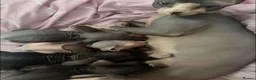 Sphynx cats for sale: Sphynx kitten for sale  - Advert 4