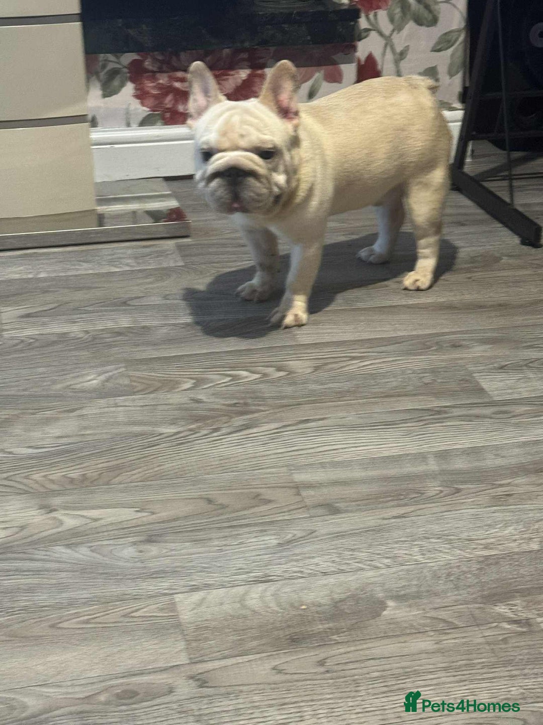 French Bulldog dogs for sale: French bulldog boy - Advert 2