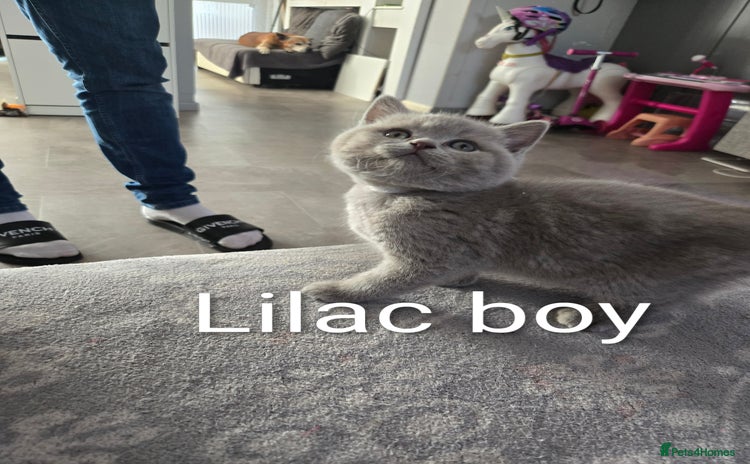 British Shorthair cats - Advert 2