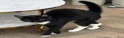 Domestic Shorthair cats for sale: Boris, a cutie in London - Advert 3