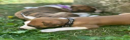 Whippet dogs for sale: Top Quality Whippet Puppies Ready to Reserve in Doncaster - Advert 11