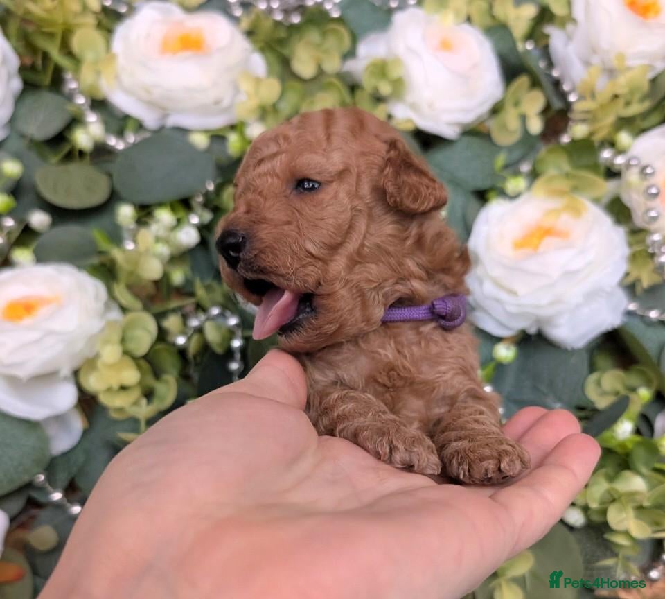 Toy Poodle dogs ❤️Toy poodl puppies❤️ HEALTH TESTED PARENTS  - Advert 7