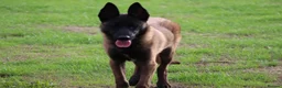 Belgian Shepherd Dog dogs for sale: Black mask mali pup - Advert 7
