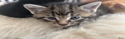 Mixed Breed cats for sale: Beautiful tabby kittens - Advert 12