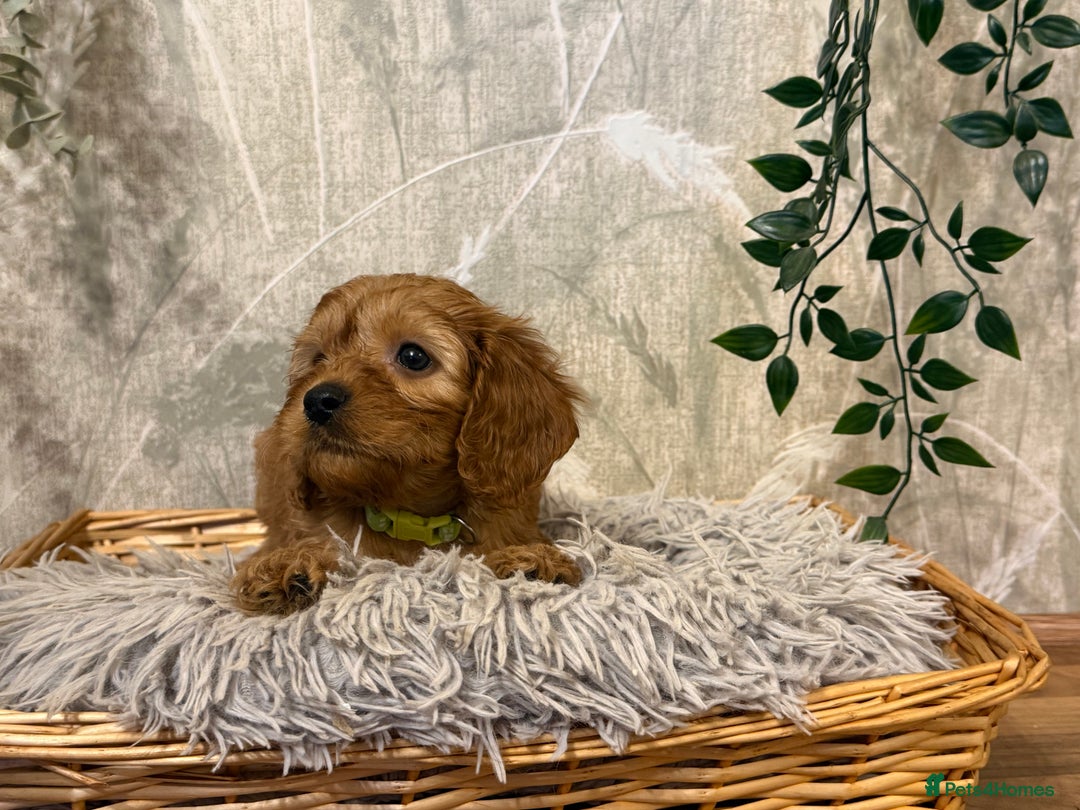 Cavapoo dogs for sale: Beautiful F1 Cavapoos  - Advert 13