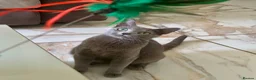 Russian Blue cats for sale: TICA PEDIGREE RUSSIAN BLUE KITTENS  - Advert 34