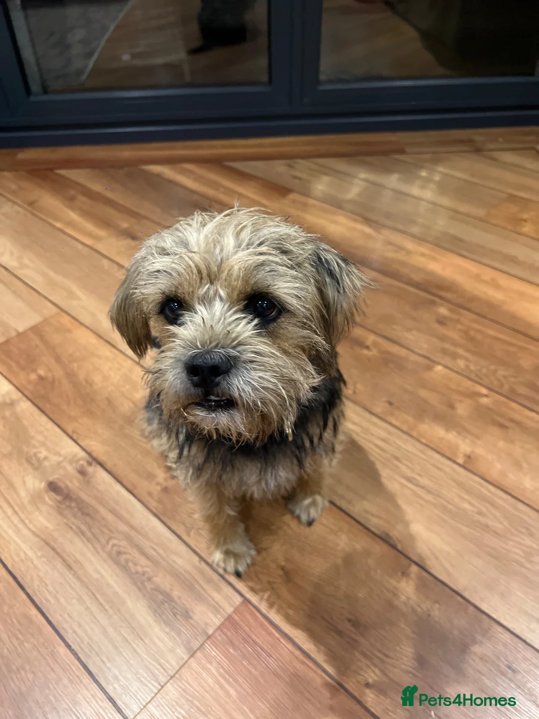 Mixed Breed dogs for sale: Puppies expected to be born end October  in Immingham - Advert 1