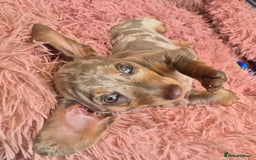 Dachshund dogs for sale: Beautiful kc isabella dapple dachshunds - Image 25