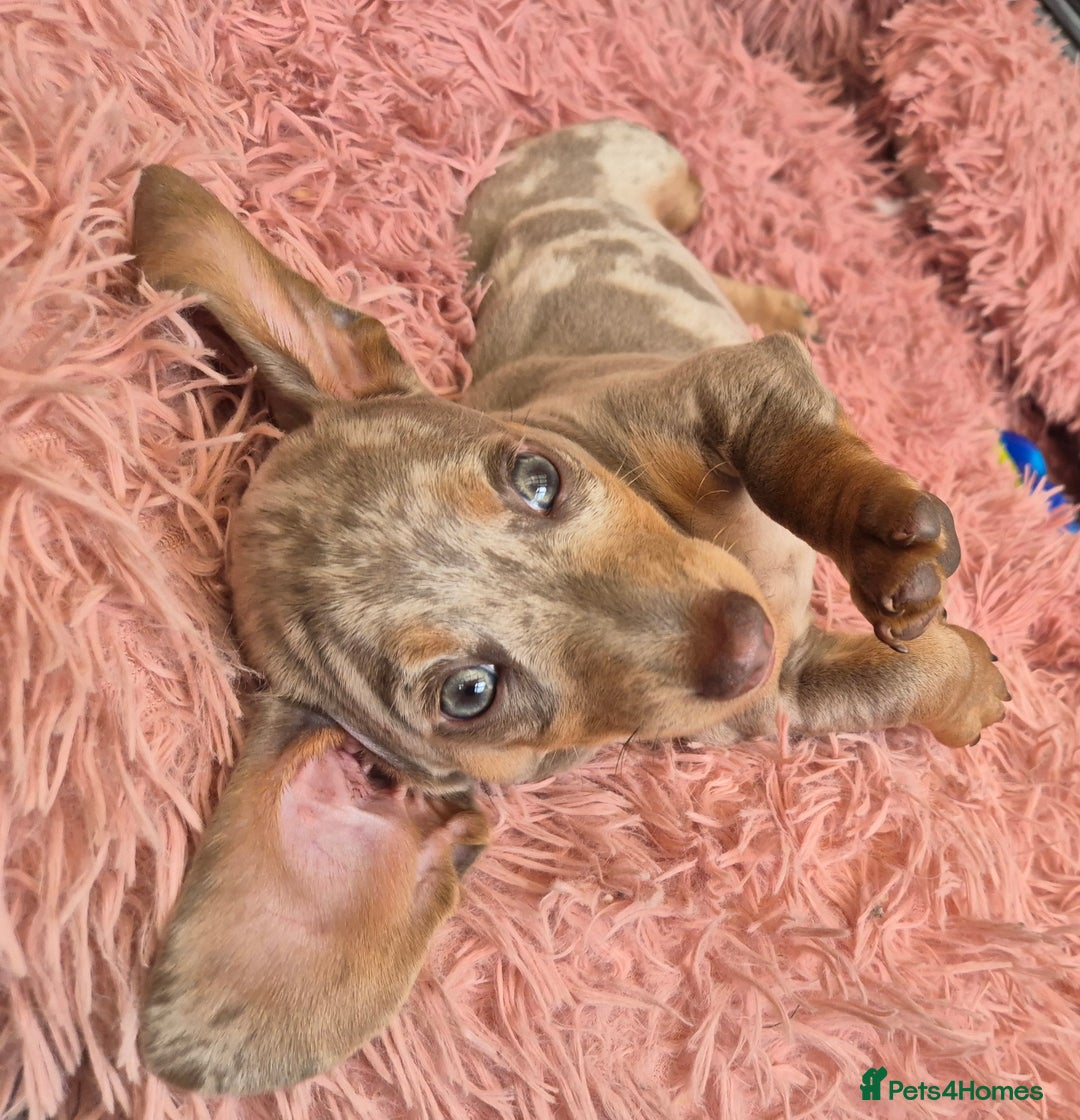 Dachshund dogs for sale: Beautiful kc isabella dapple dachshunds - Image 25