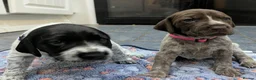 German Shorthaired Pointer dogs for sale: Gorgeous Black and Liver ticked GSP puppies - Advert 16