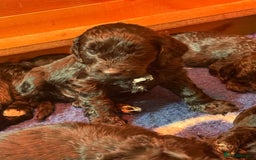 Sproodle dogs for sale: Stunning Sproodles  - Advert 4