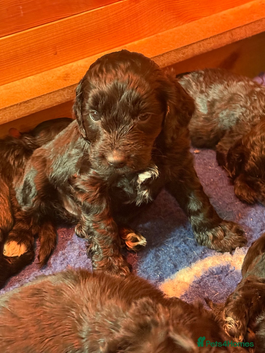 Sproodle dogs for sale: Stunning Sproodles  - Advert 4