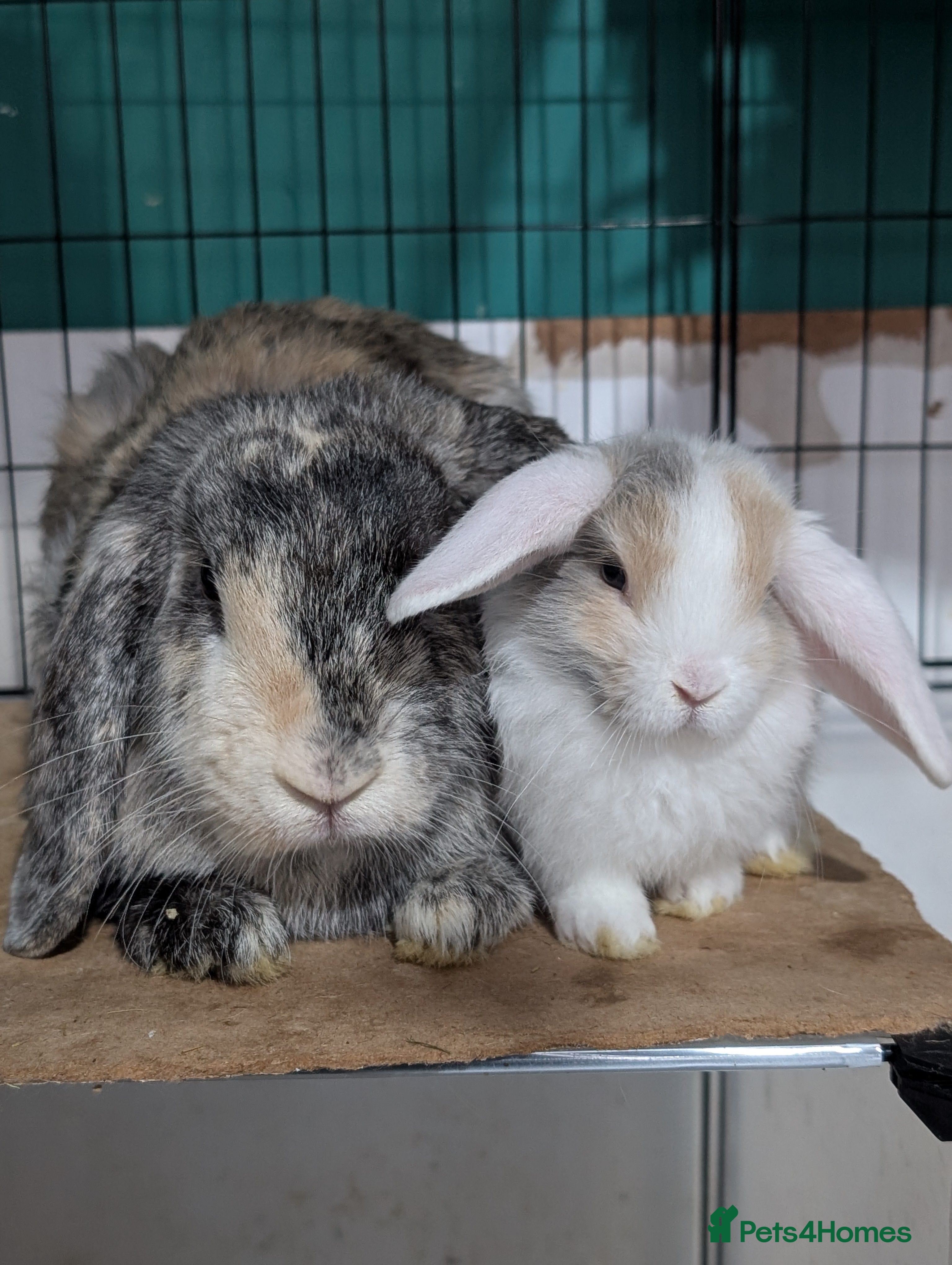 English Lop rabbits Harlequin female and baby - Advert 2