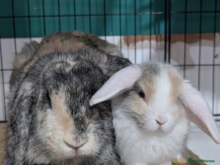 English Lop rabbits Harlequin female and baby - Advert 1