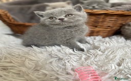 British Shorthair cats for sale: CHAMPION HERITAGE BABIES  - Image 8