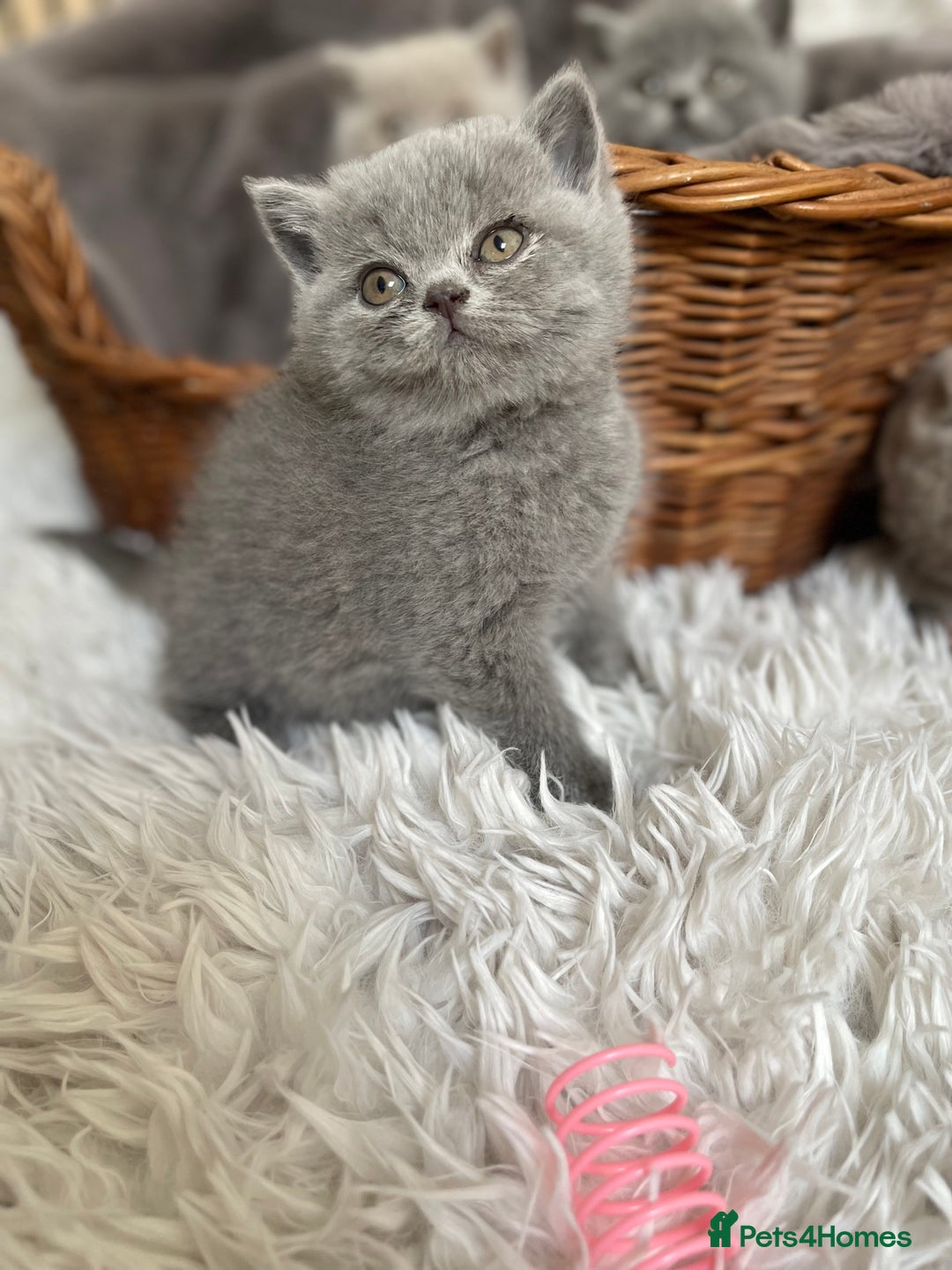 British Shorthair cats for sale: CHAMPION HERITAGE BABIES  - Image 8