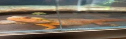 Bearded Dragon reptiles for sale: Bearded Dragon for Sale  - Advert 4