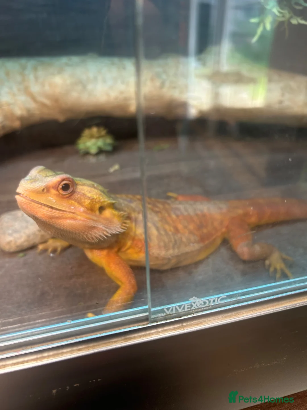 Bearded Dragon reptiles for sale: Bearded Dragon for Sale  - Advert 4