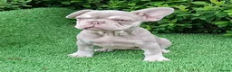 French Bulldog dogs for sale: Gorgeous French Bulldog Puppies  - Advert 5