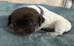 German Shorthaired Pointer dogs for sale: Pure GSP Puppies For Sale - Image 17